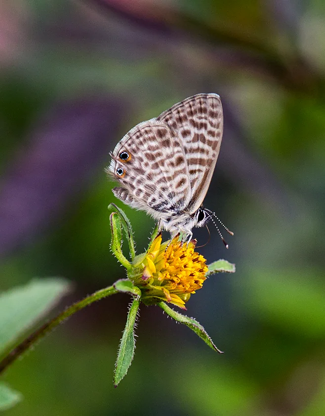 Papillon sur les rives de la Dordogne. photo ©2023 Lionel Gibaudan